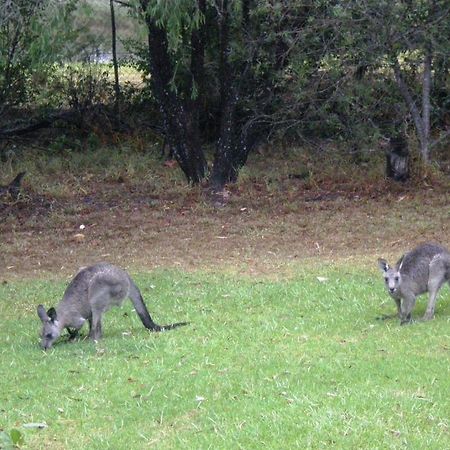 Wombatalla Kangaroo Valley Kültér fotó
