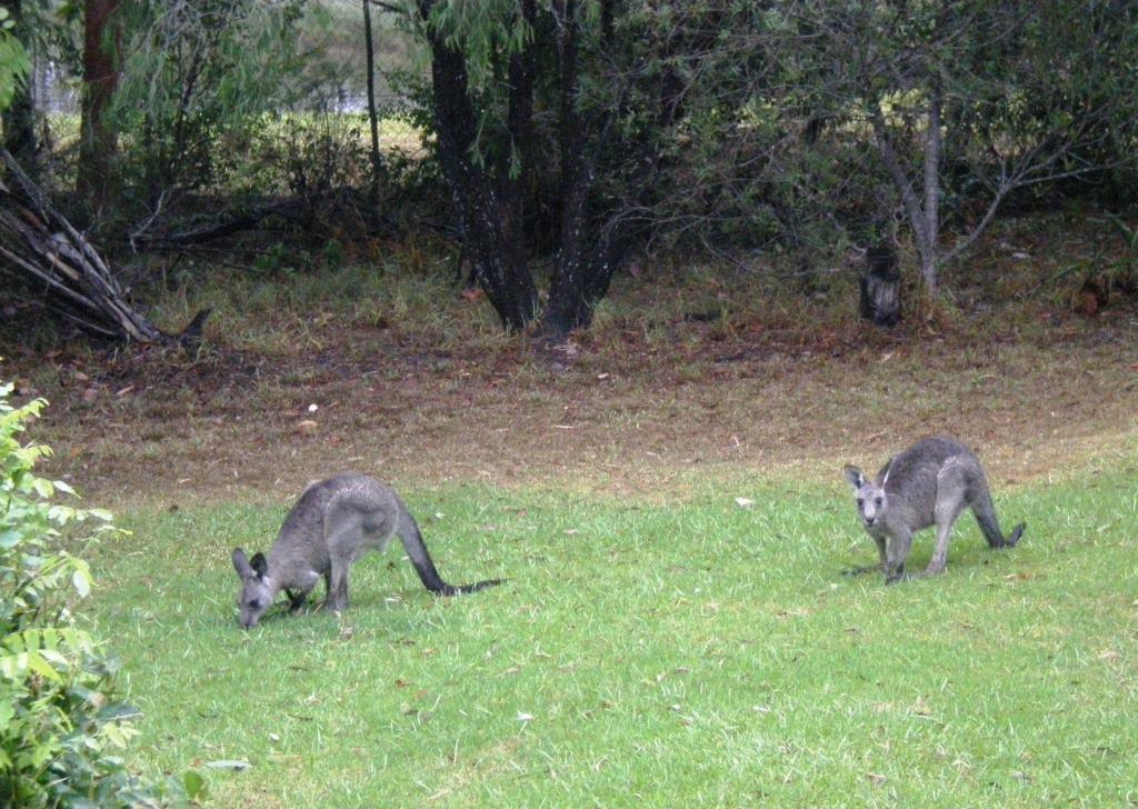 Wombatalla Kangaroo Valley Kültér fotó